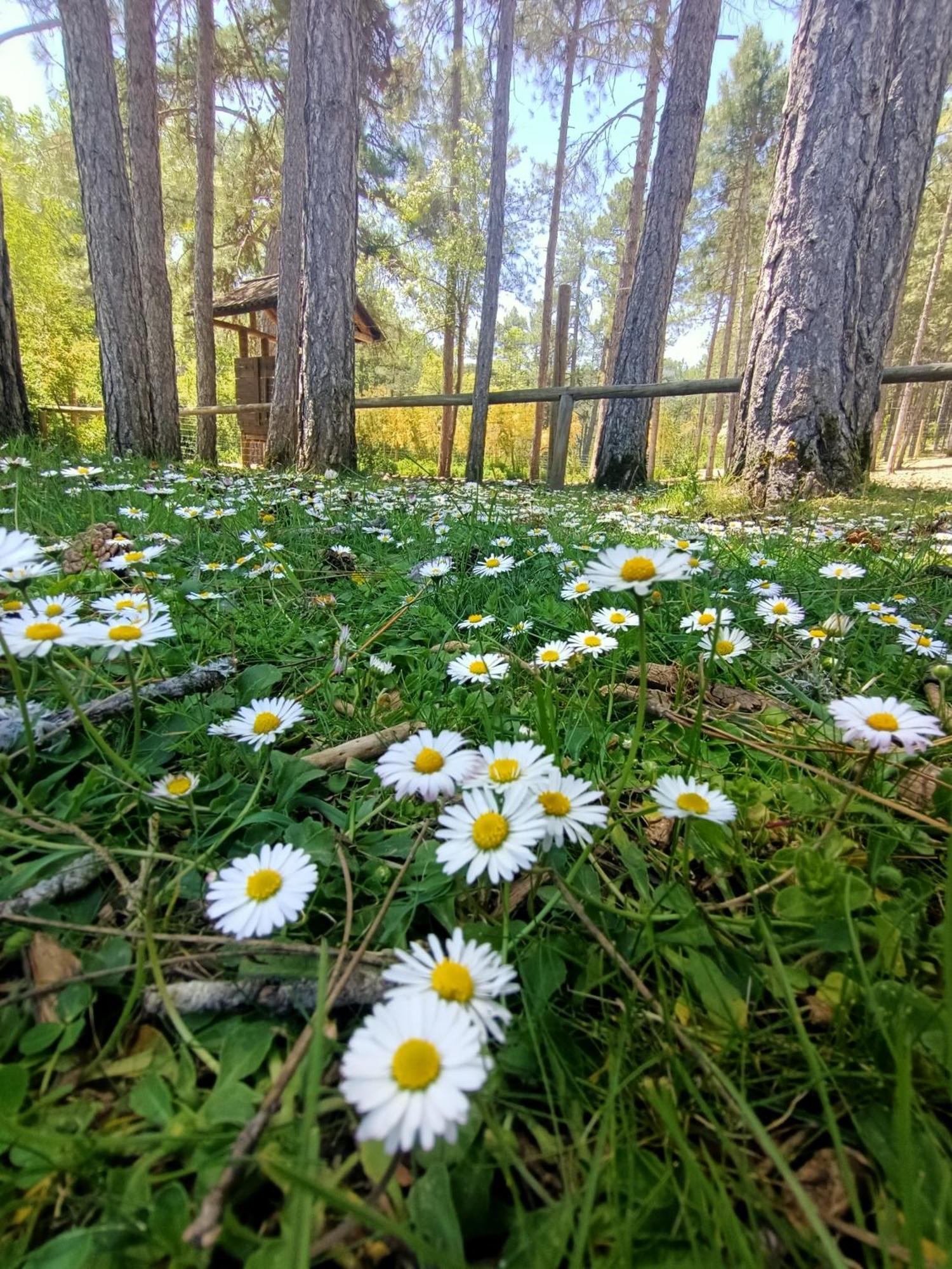 Alojamiento Rural El Cerro Fresneda de la Sierra Εξωτερικό φωτογραφία