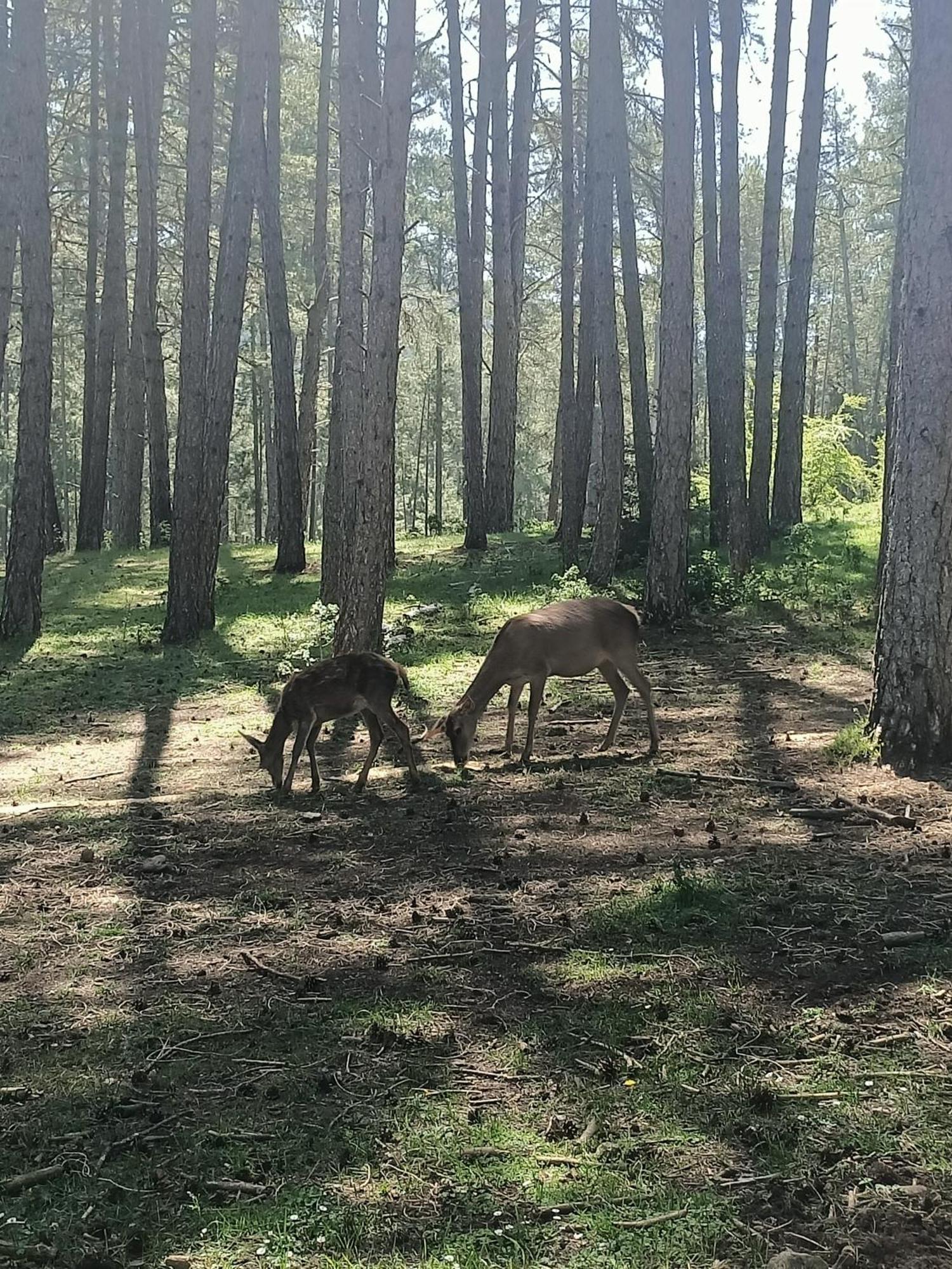 Alojamiento Rural El Cerro Fresneda de la Sierra Εξωτερικό φωτογραφία